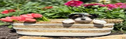Biewer Terrier dogs for sale: Biewer Terrier 3 - Ad 2