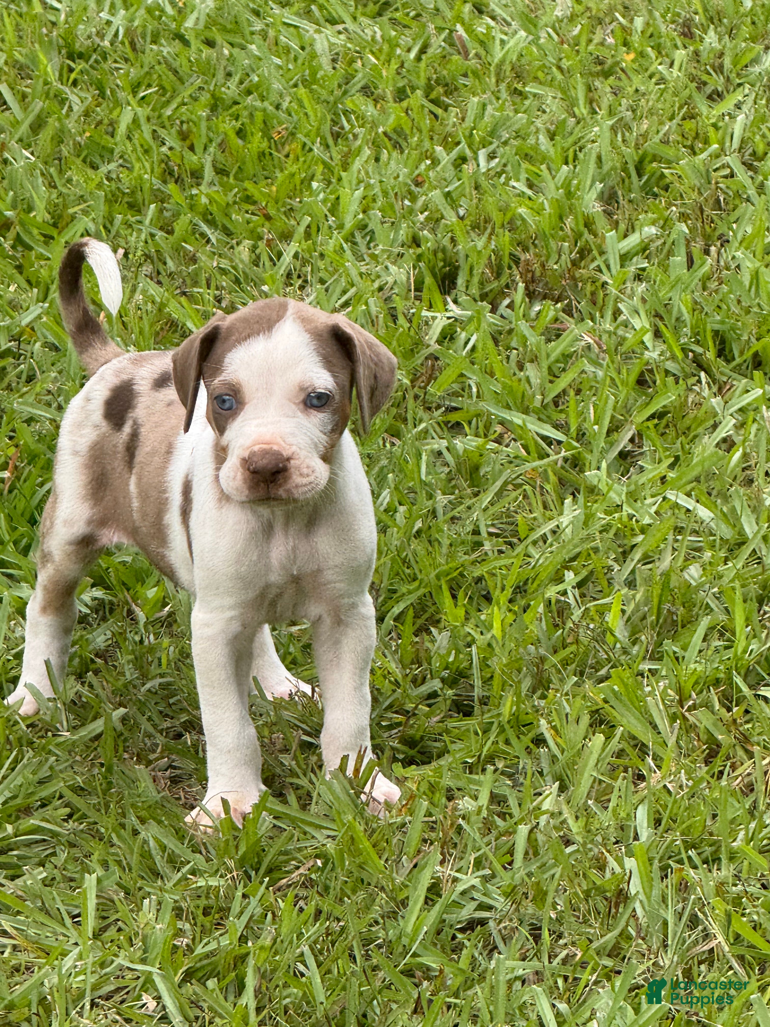 Catahoula Leopard Dog dogs DM #2 - Ad 1
