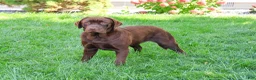 Labrador Retriever dogs for sale: Scar - Ad 5