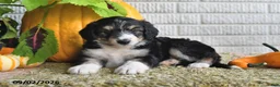 Mixed Breed dogs for sale: Captain - Ad 4