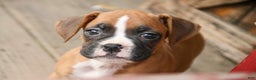 Boxer dogs for sale: Russel - Ad 3