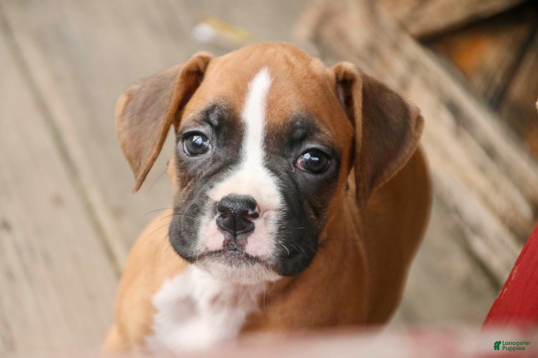 Boxer dogs for sale: Russel - Ad 3