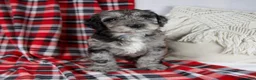 Schnoodle dogs for sale: Drew - Ad 6