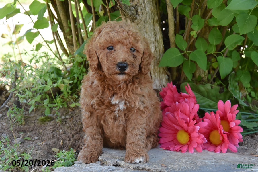 Miniature Poodle dogs for sale: Joe - Ad 2