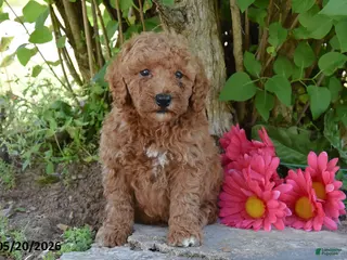 Miniature Poodle dogs for sale: Joe - Ad 2