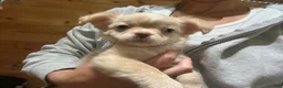 Chihuahua dogs for sale: Backpack - Ad 1