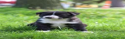 Mixed Breed dogs for sale: Truffle - Ad 2