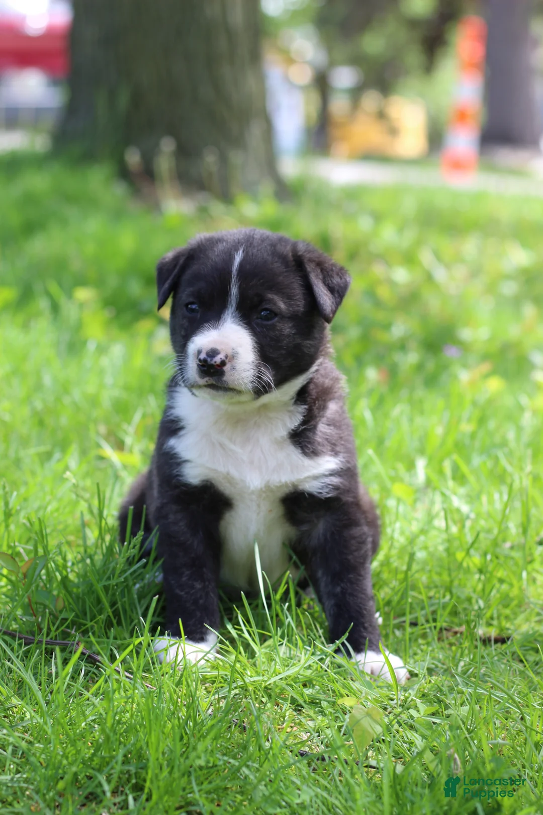Mixed Breed dogs for sale: Truffle - Ad 2