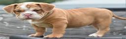 Mixed Breed dogs for sale: Hercules Bulldog hybrid  - Ad 17