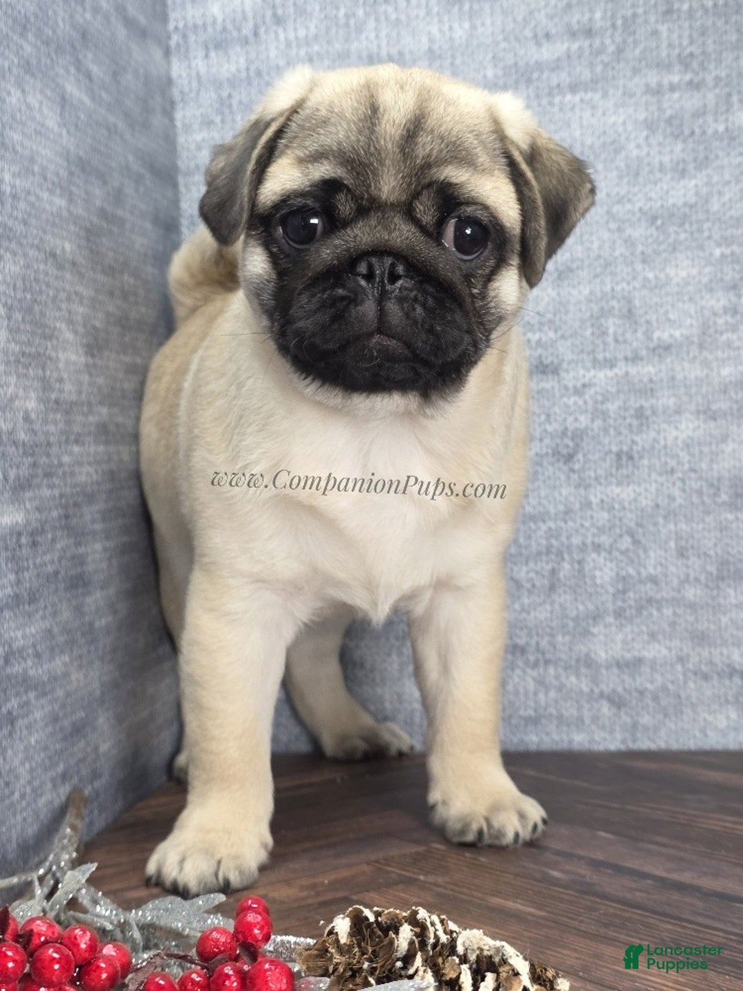 Pug dogs for sale: Best Friend for Life - Brady- Memoriable Christmas Puppy! - Ad 1