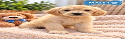 Mixed Breed dogs for sale: Teddy  - Ad 3