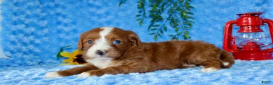Cavapoo 1