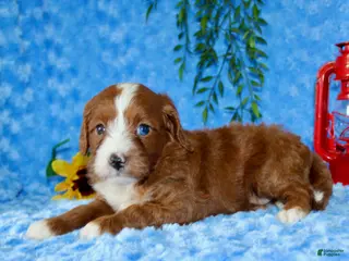 Cavapoo dogs Cavapoo 1 - Ad 42