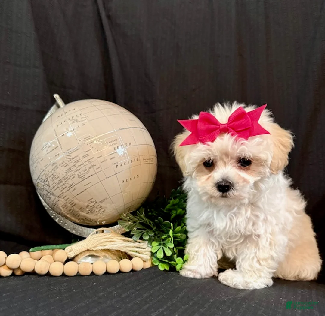 Lhasapoo dogs for sale: Hope - Ad 4
