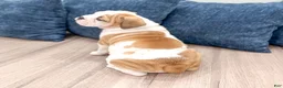 English Bulldog dogs for sale: Sky - Ad 6