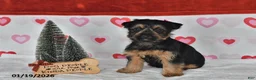 Yorkshire Terrier dogs for sale: Aaron - Ad 4