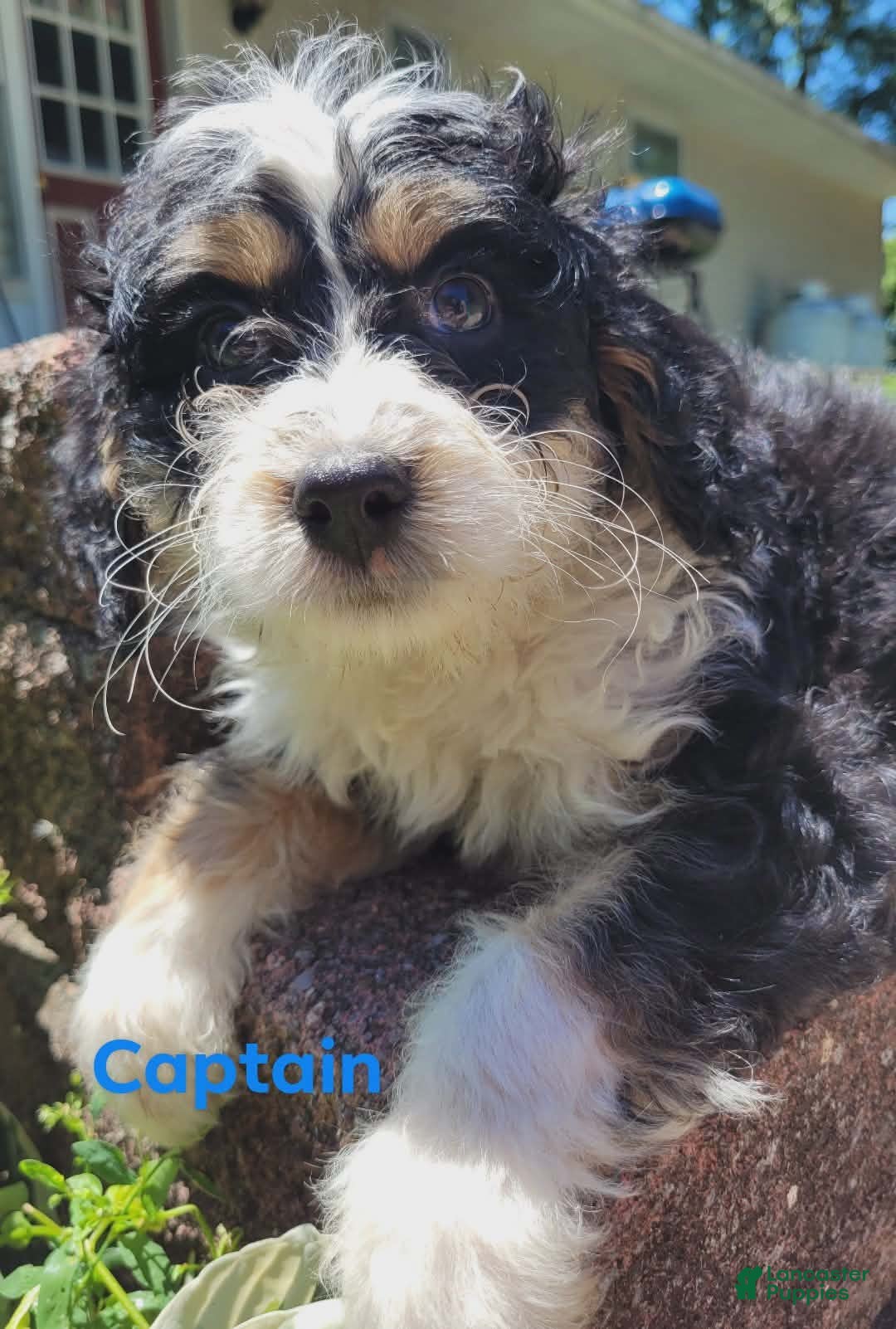 Mini Bernedoodle dogs Captain - Ad 2