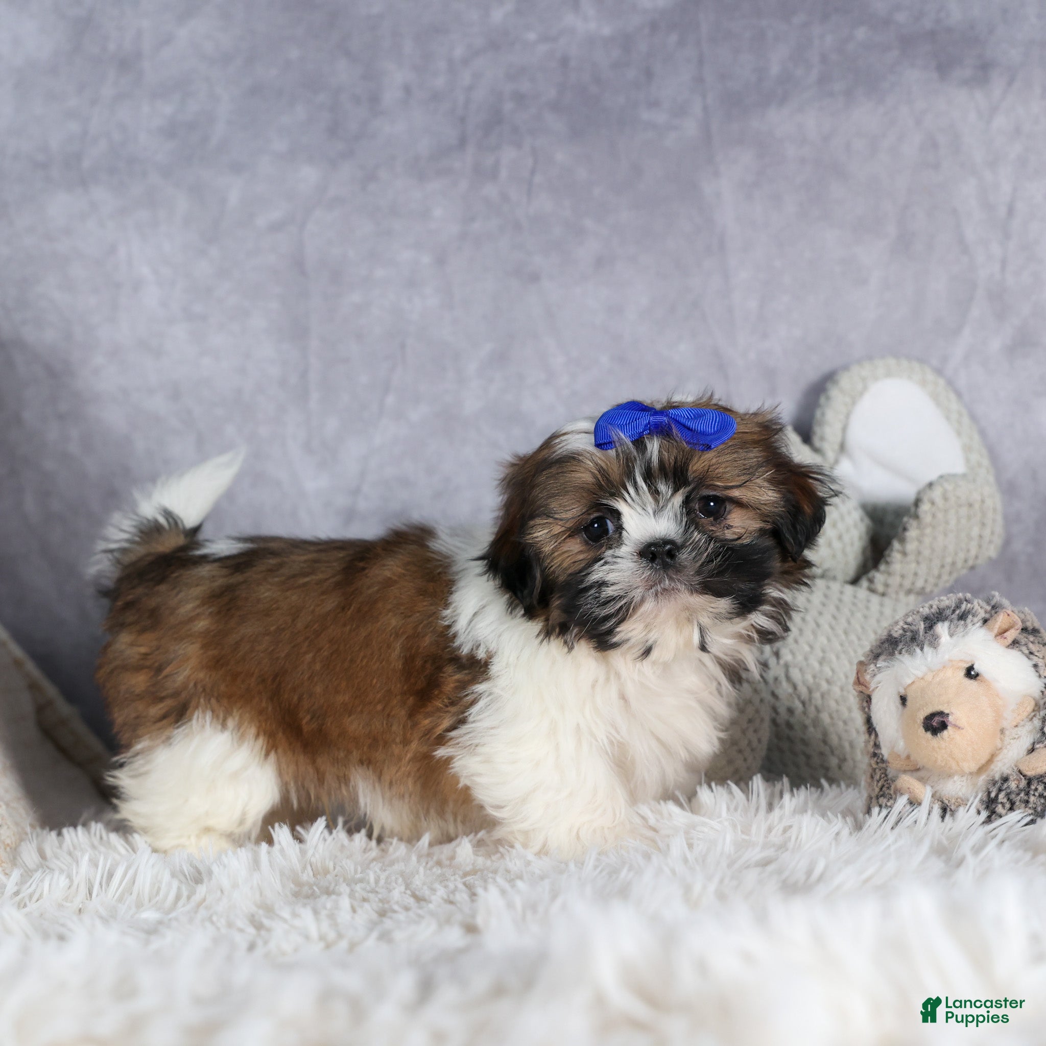 Shih Tzu dogs OLIVER - Ad 20