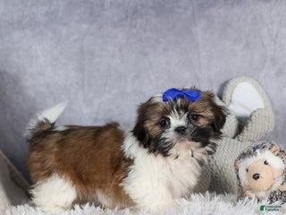 Shih Tzu dogs OLIVER - Ad 3