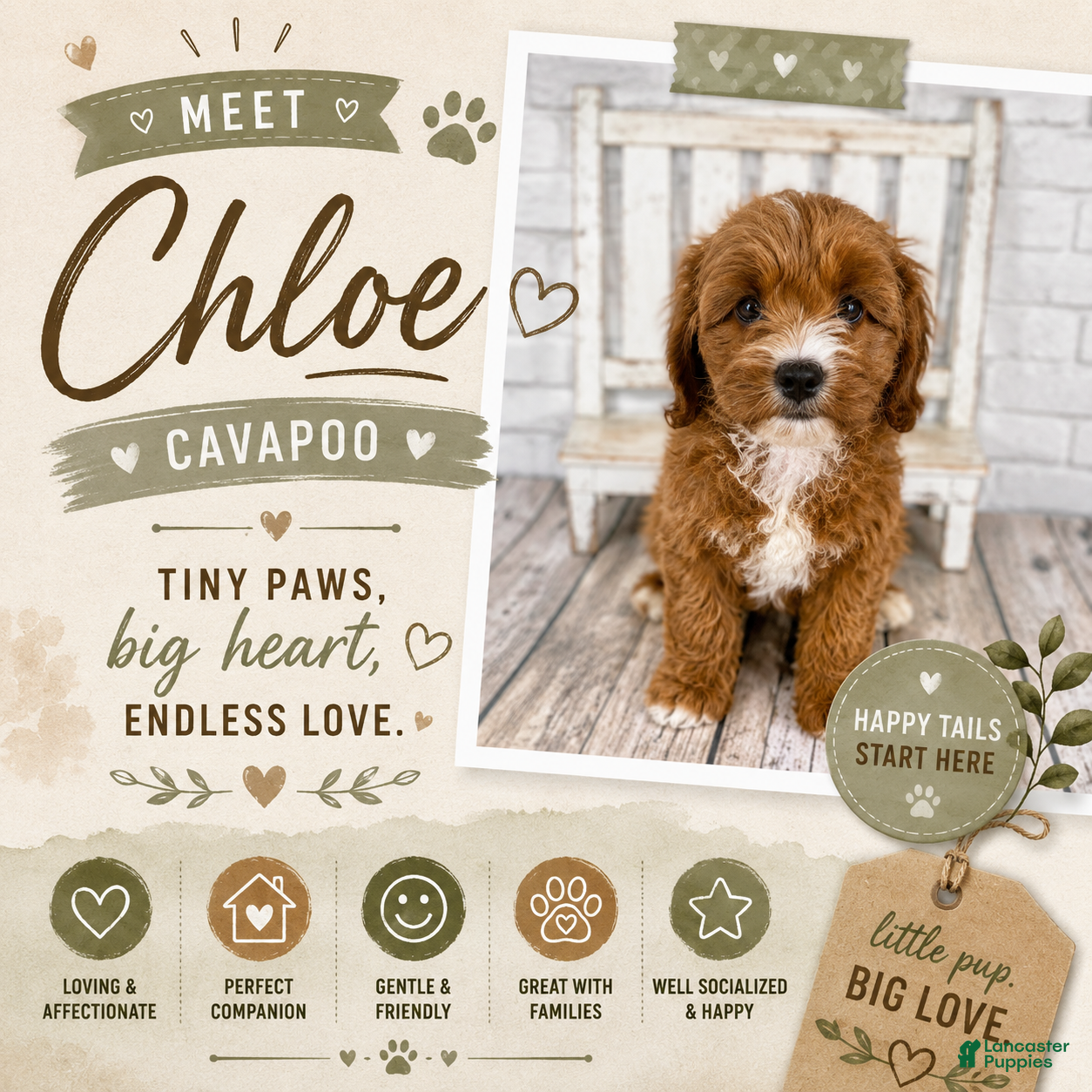 Cavapoo dogs Chloe - Ad 1