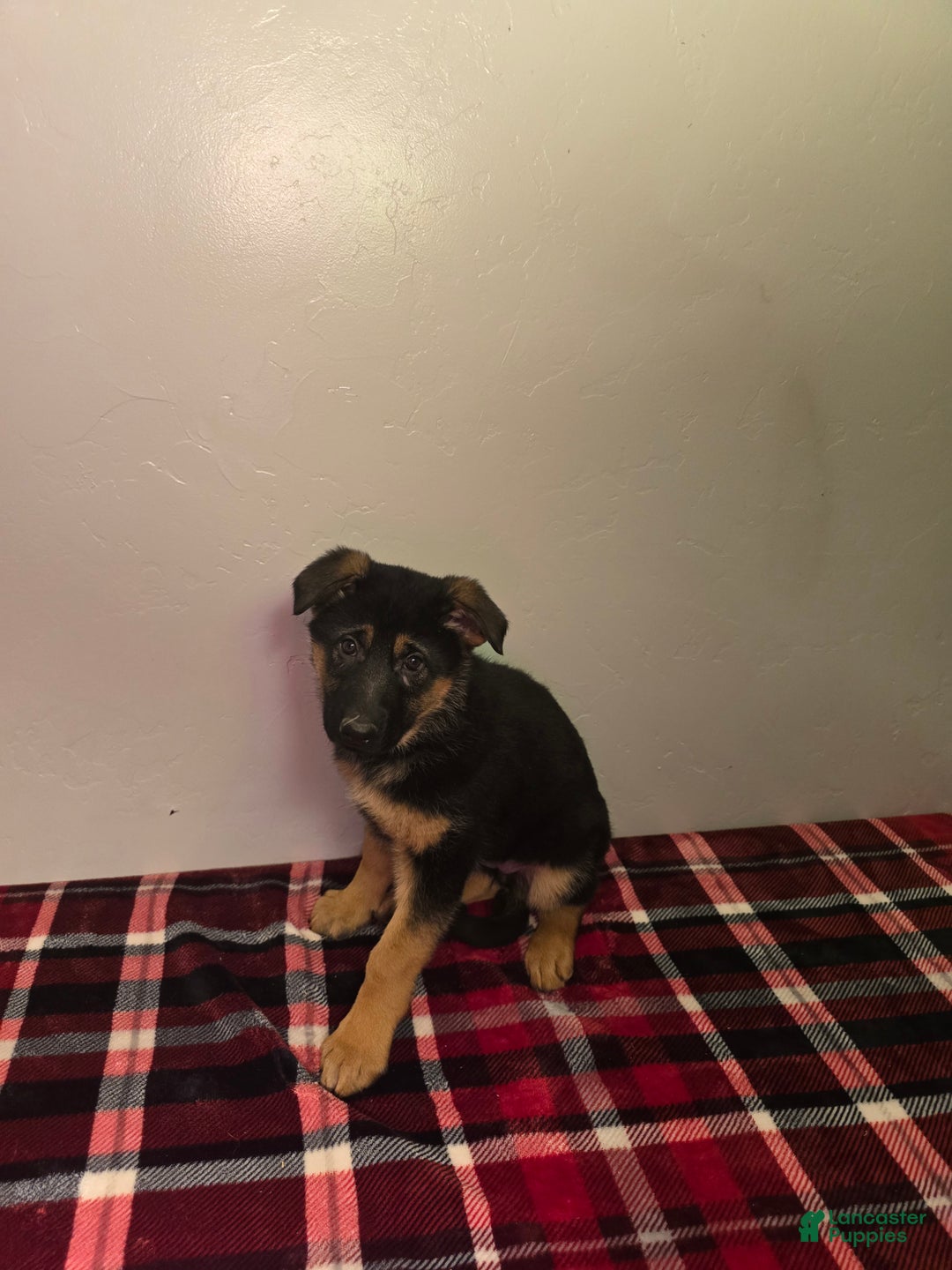German Shepherd dogs for sale: Anika - Ad 4