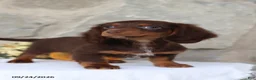 Miniature Dachshund dogs for sale: Tommy - Ad 5