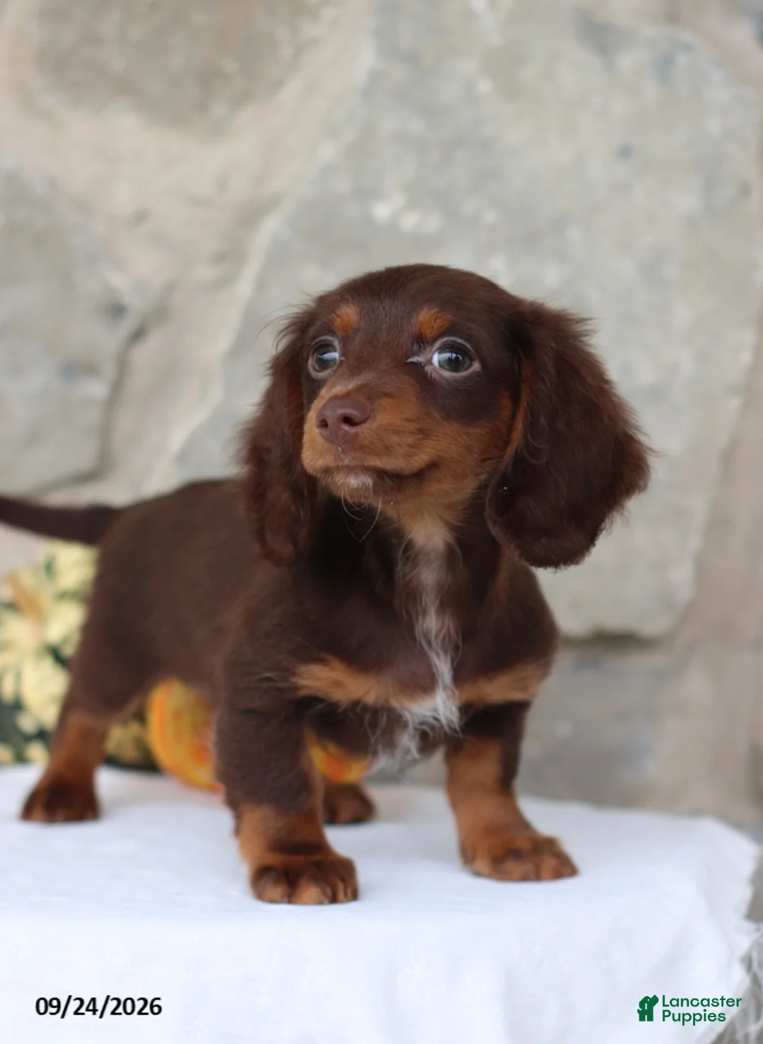Miniature Dachshund dogs for sale: Tommy - Ad 5