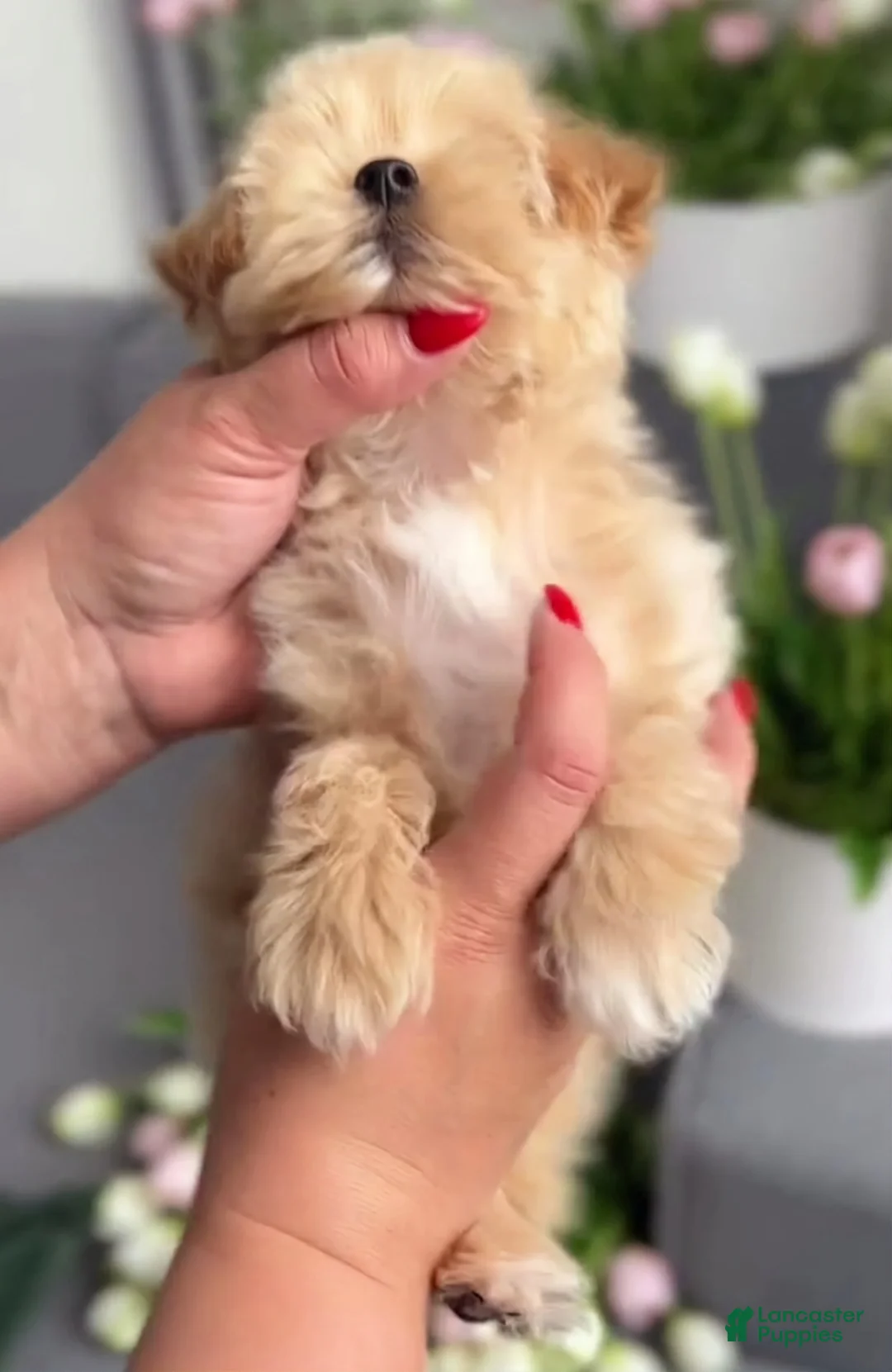 Maltipoo dogs for sale: Little Gwen - Ad 2