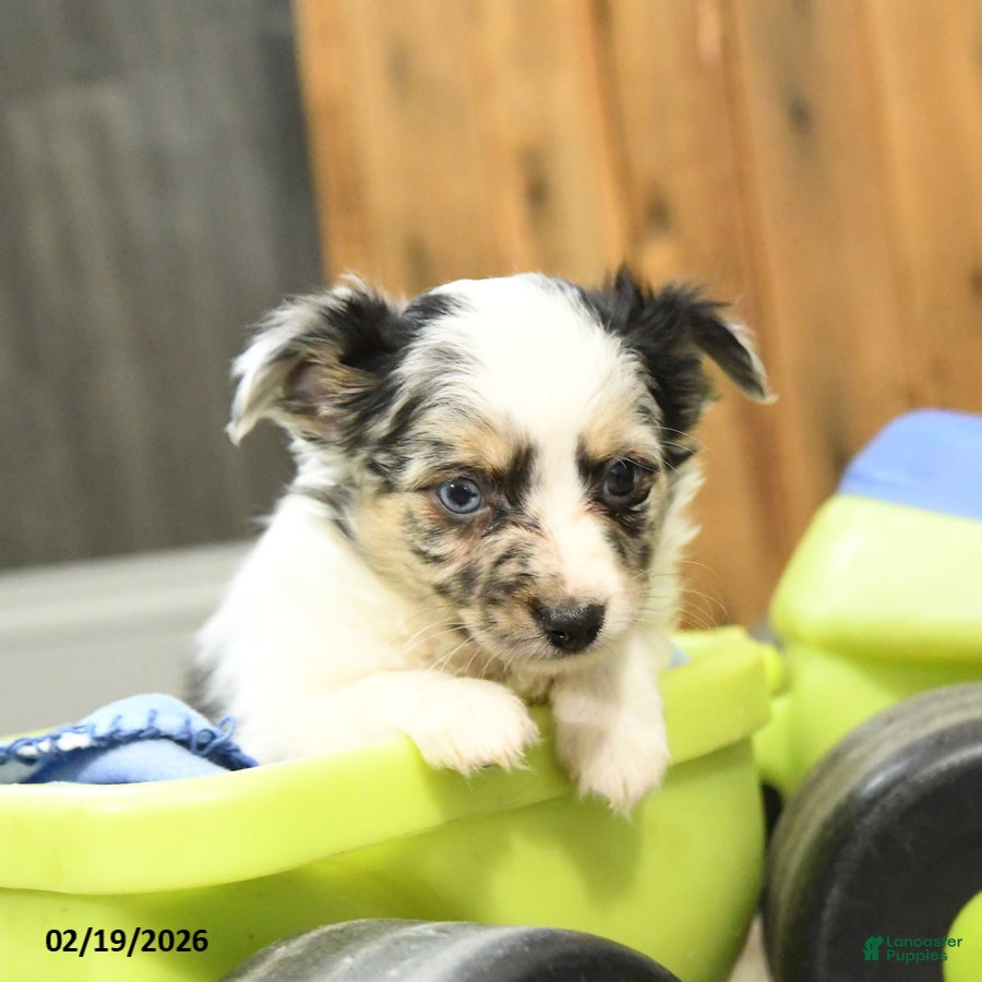 Miniature Australian Shepherd dogs Roger - Ad 2