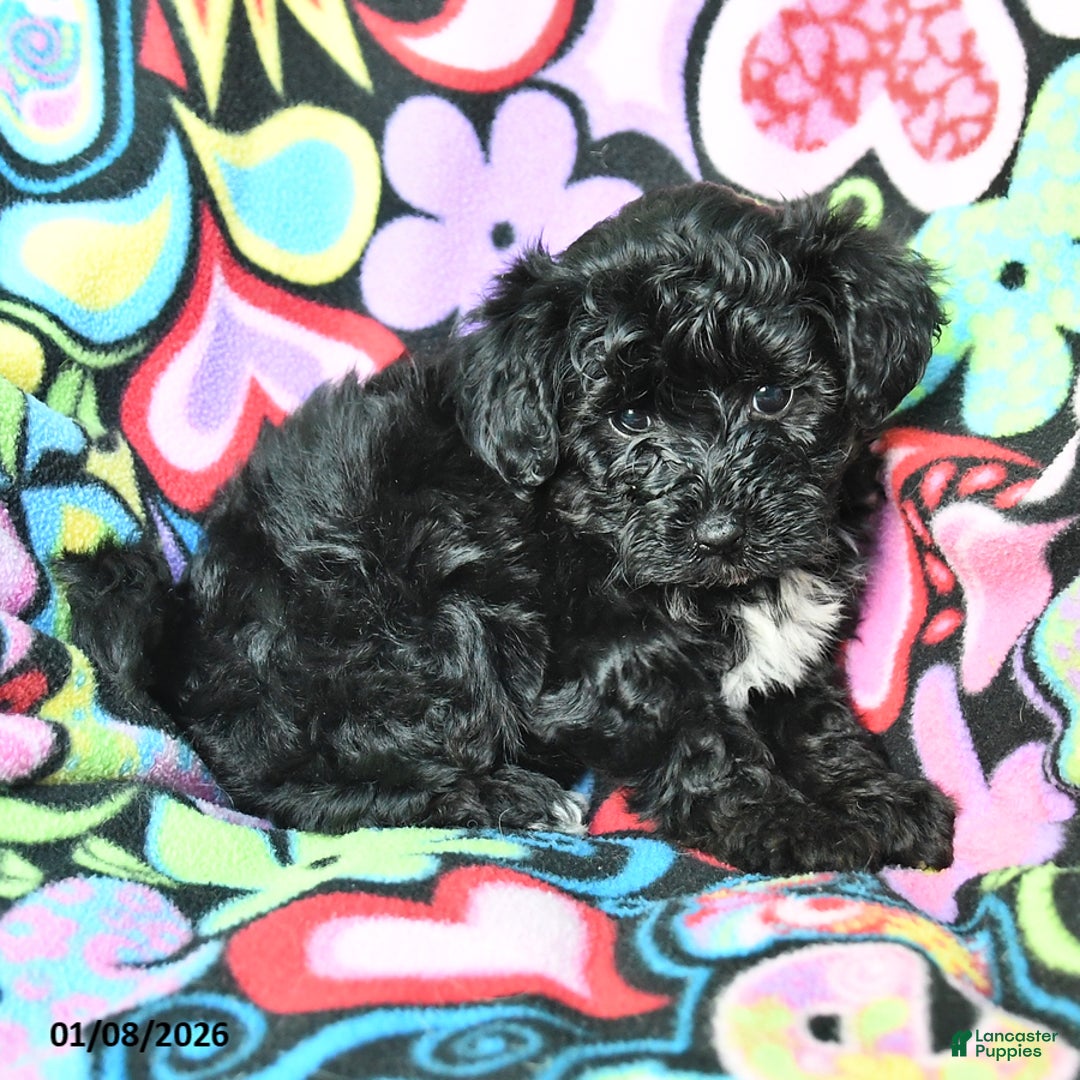 Yorkiepoo dogs for sale: Hero - Ad 4