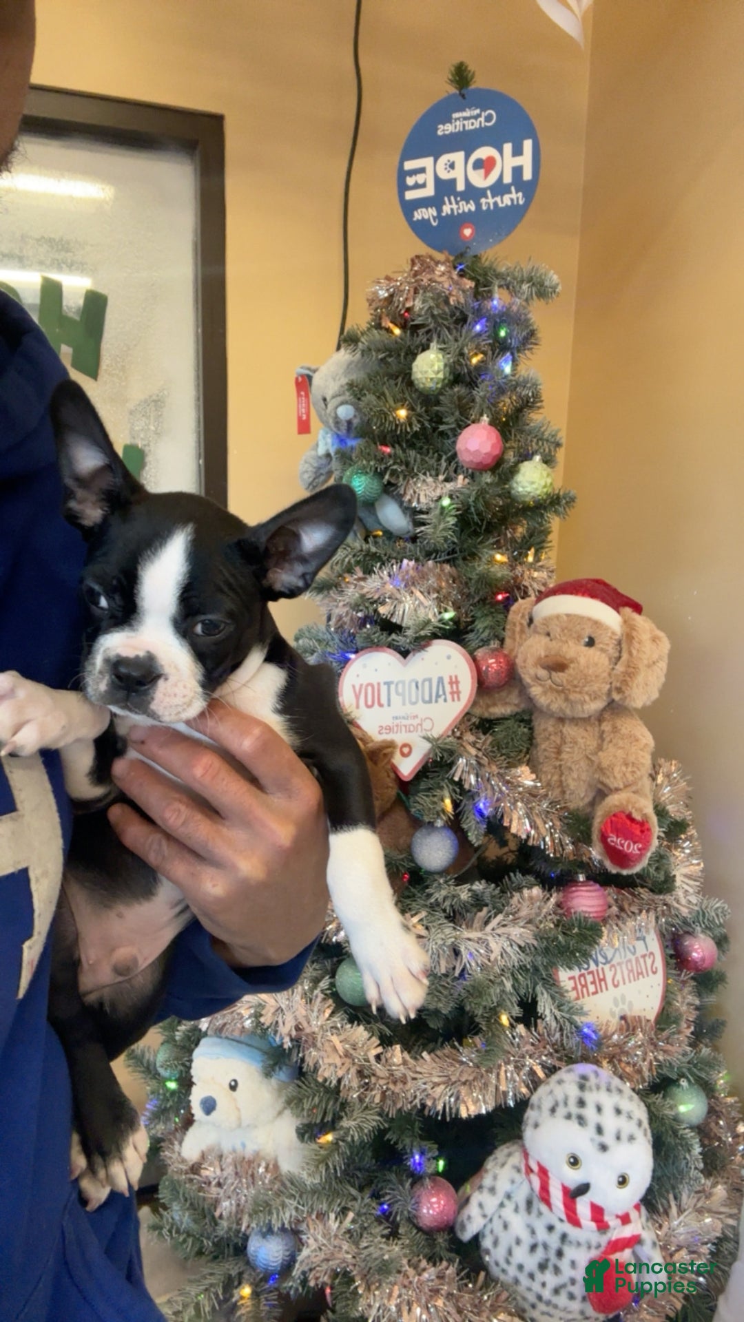 Boston Terrier dogs for sale: TY - Ad 5