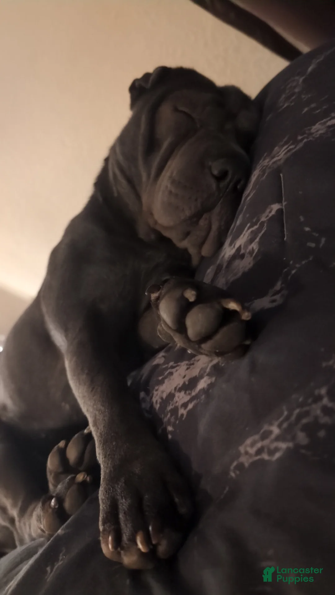 Shar Pei dogs for sale: Baby Blue Boy Pei 2 - Ad 19