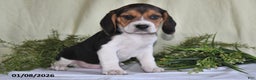 Beagle dogs for sale: Koby - Ad 3