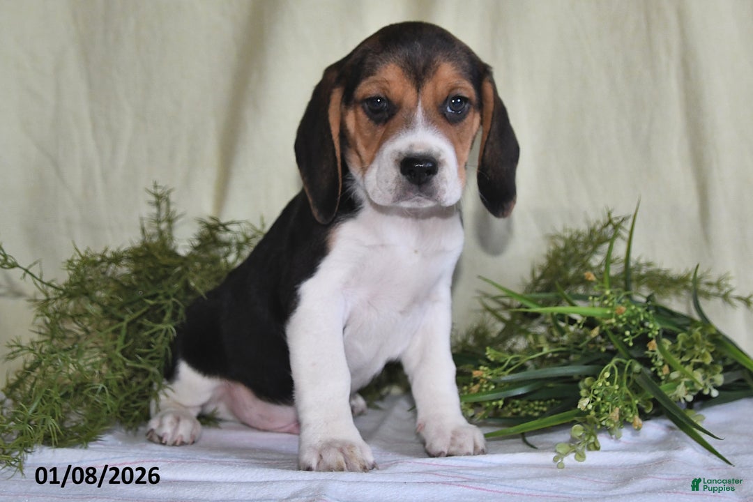 Beagle dogs for sale: Koby - Ad 3