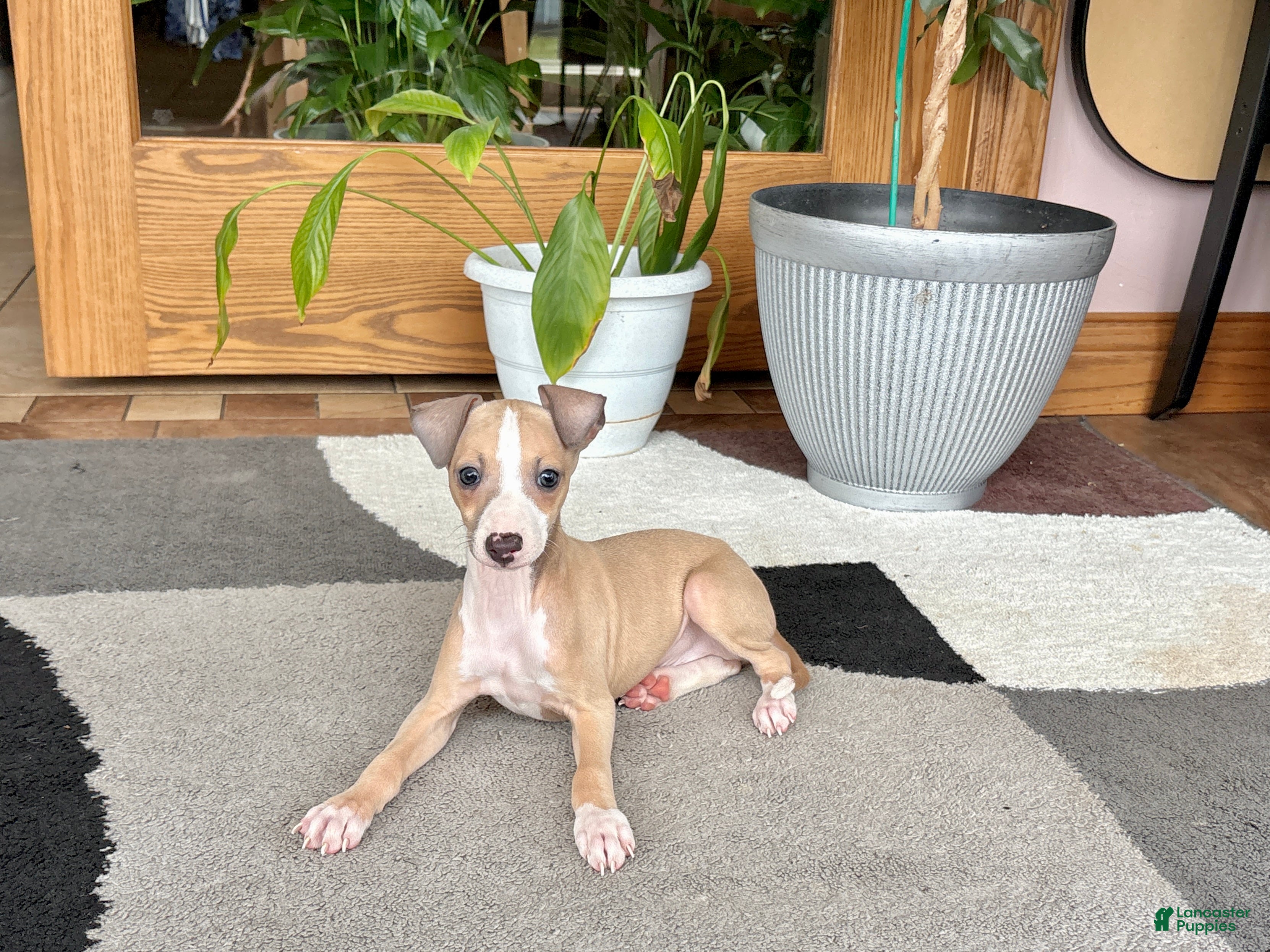 Italian Greyhound dogs Jaden  - Ad 1