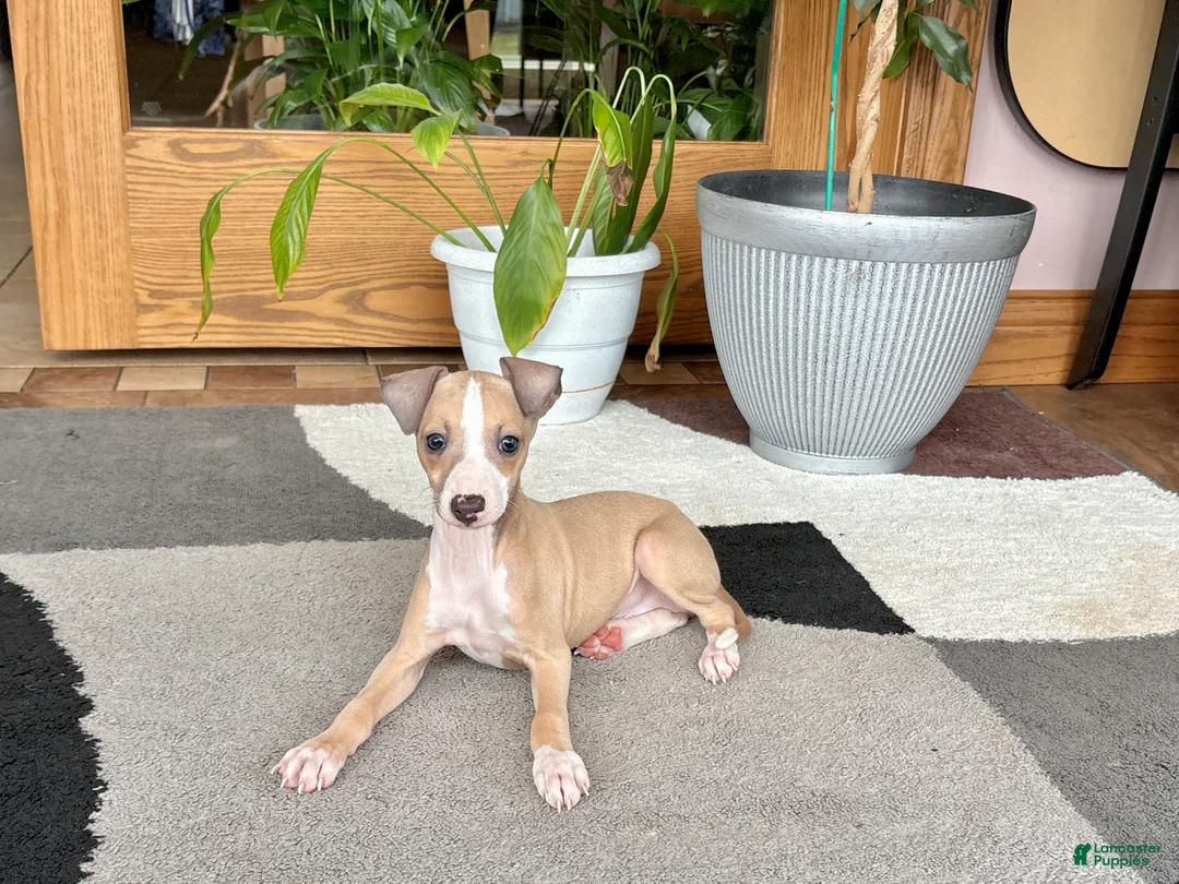 Italian Greyhound dogs for sale: Jaden  - Ad 1