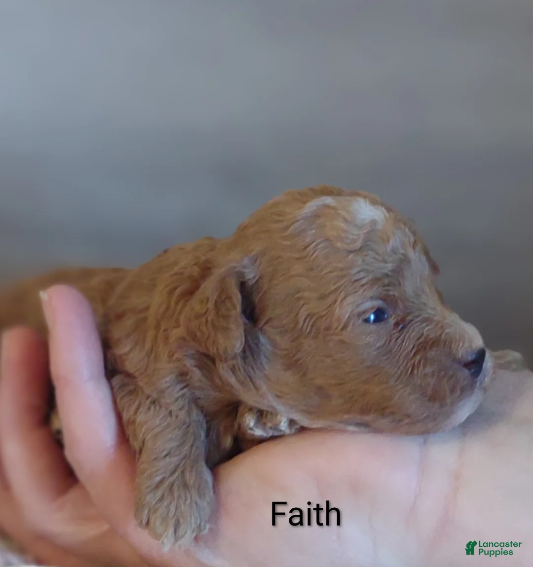 Shihpoo dogs for sale: Faith - Ad 2