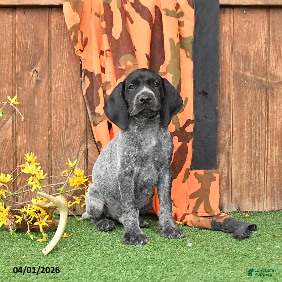 German Shorthaired Pointer dogs Landa - Ad 1