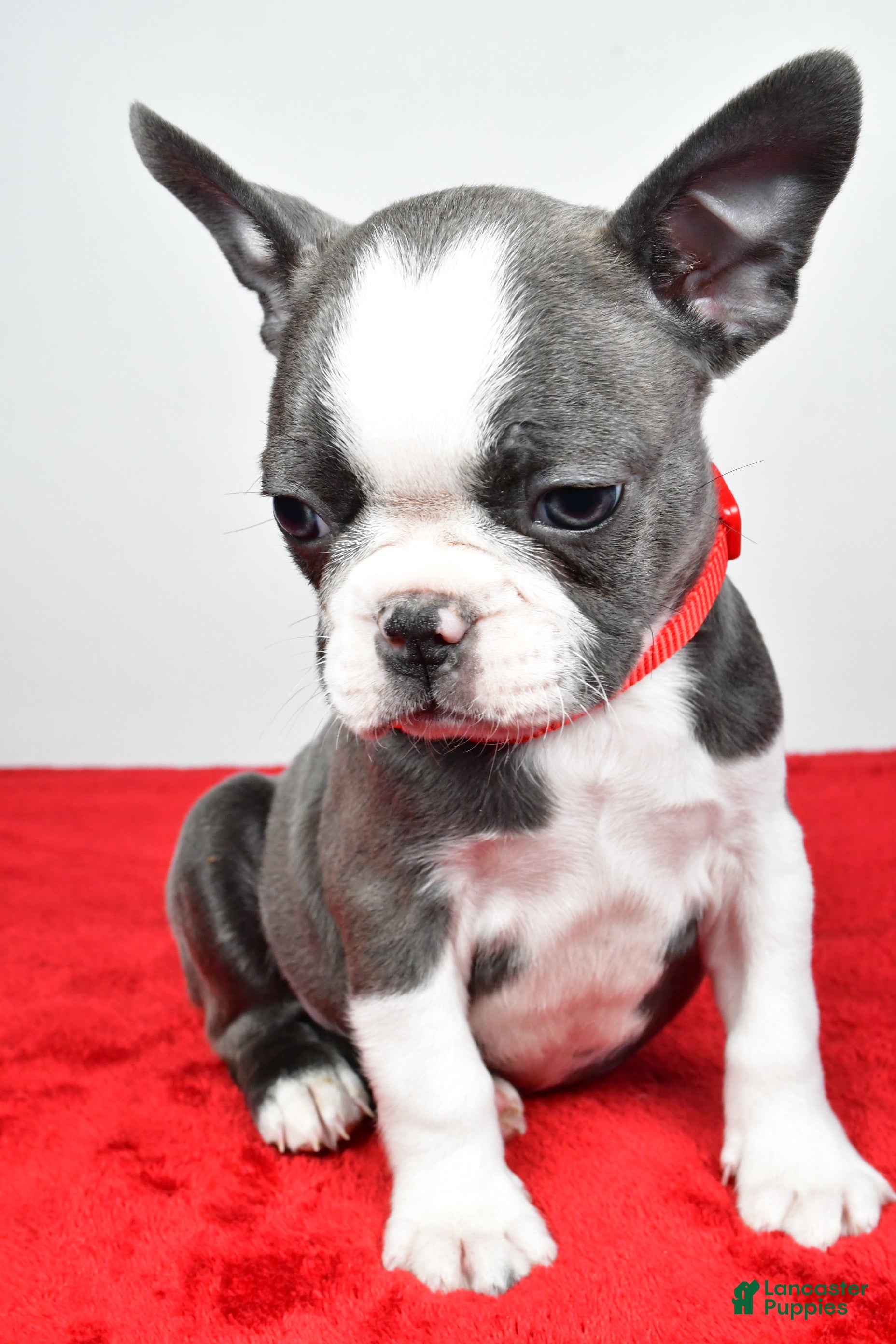 Mixed Breed dogs Logan - Ad 2