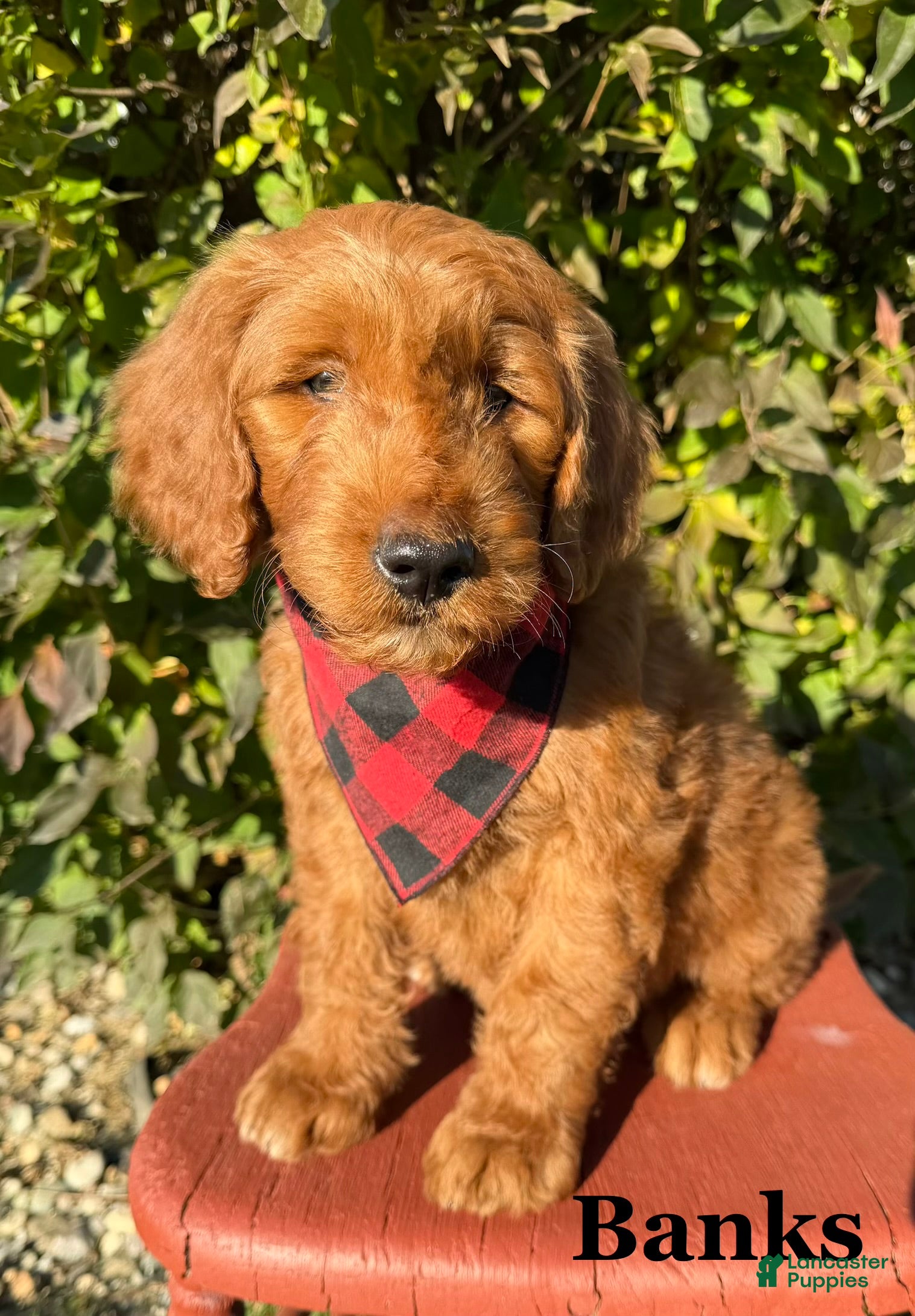 Goldendoodle dogs BANKS  - Ad 1