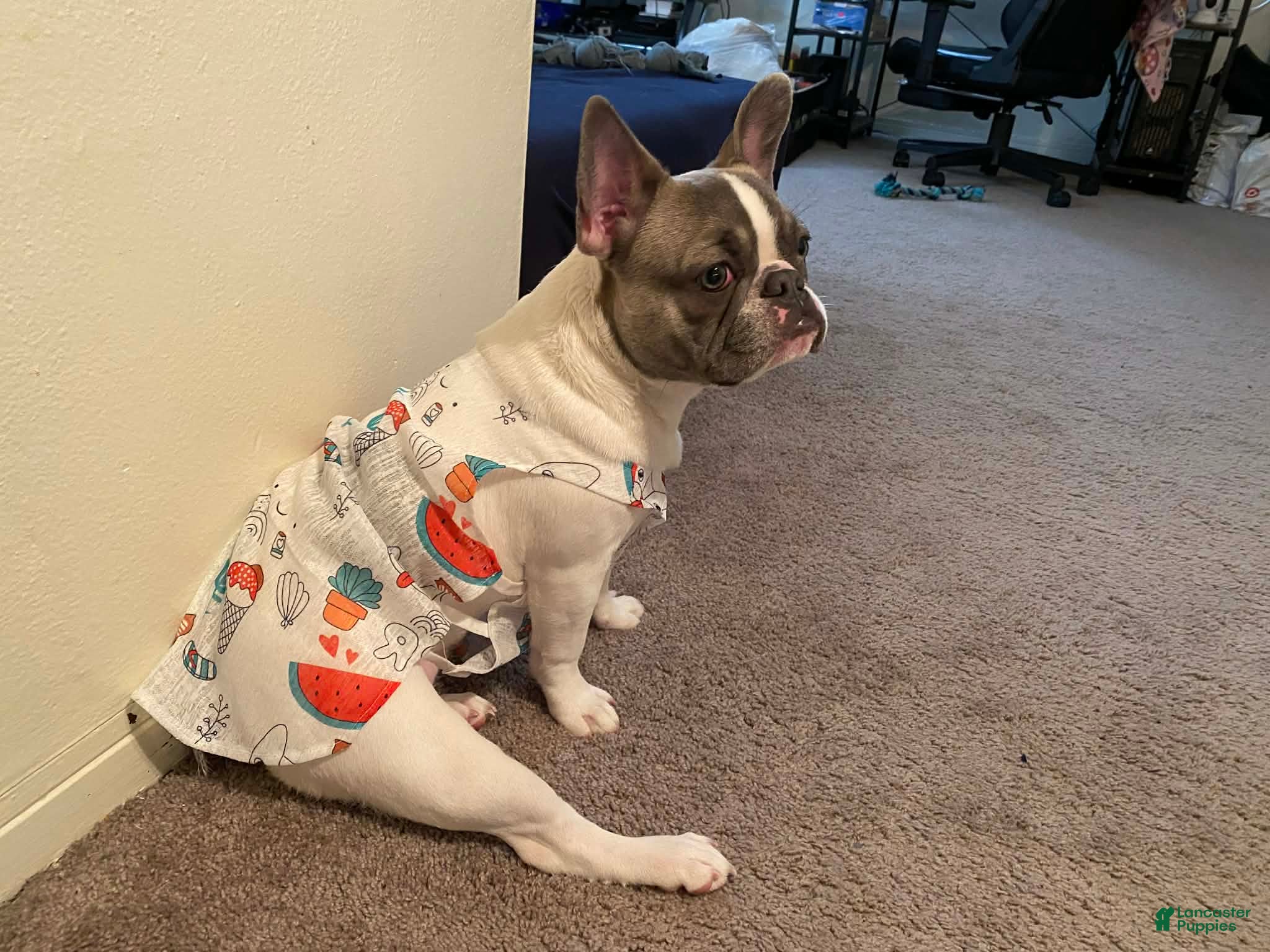 French Bulldog dogs French Bulldog Puppy 1 - Ad 12