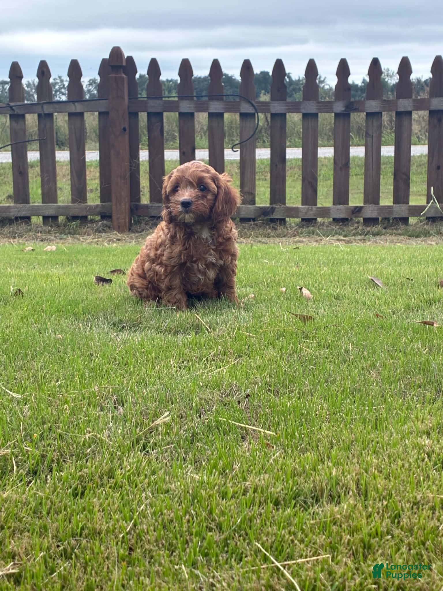 Cavapoo dogs Cavapoo 2 Dark Red Male - Ad 1