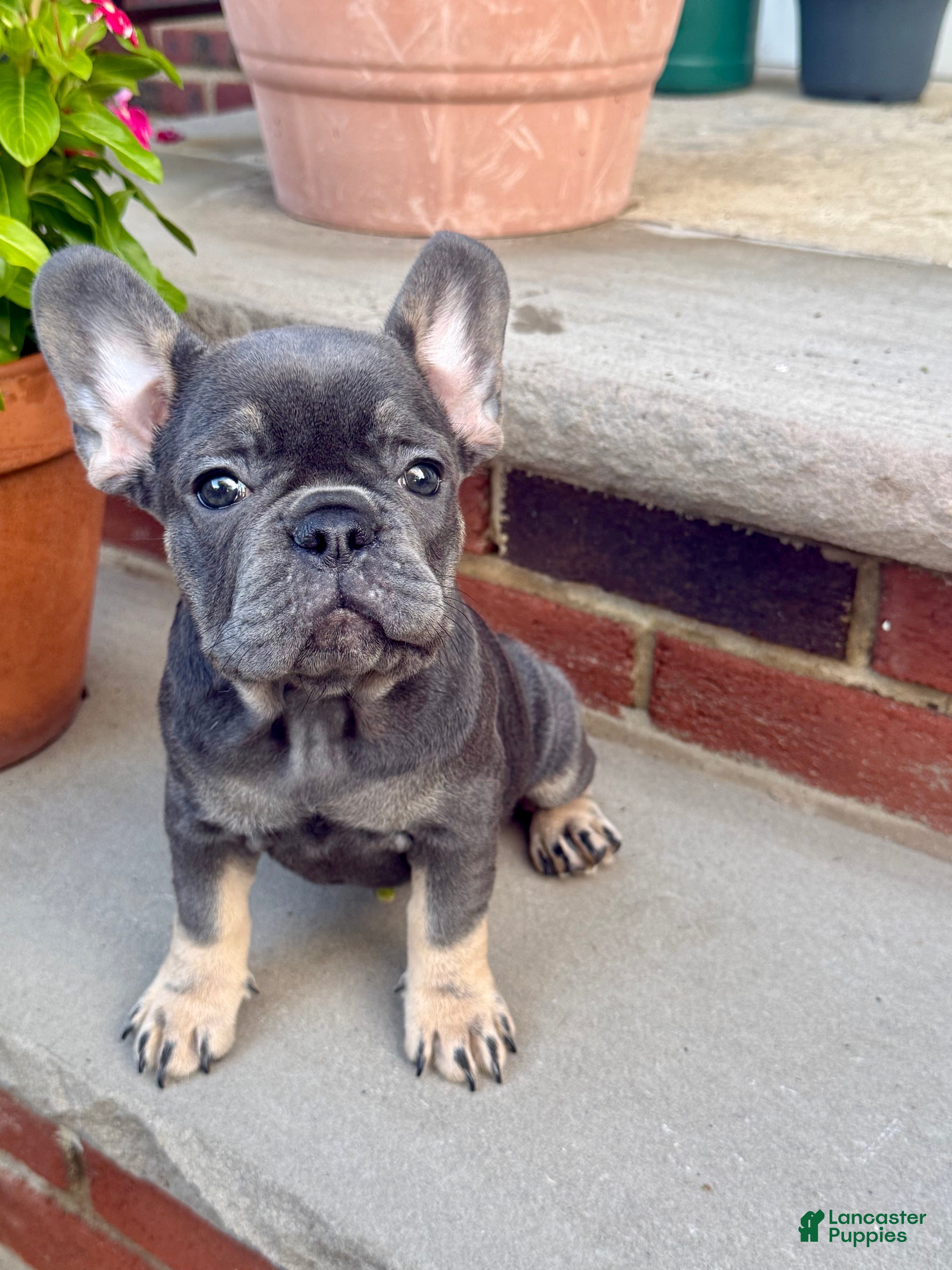 French Bulldog dogs French Bulldog 2 - Ad 1