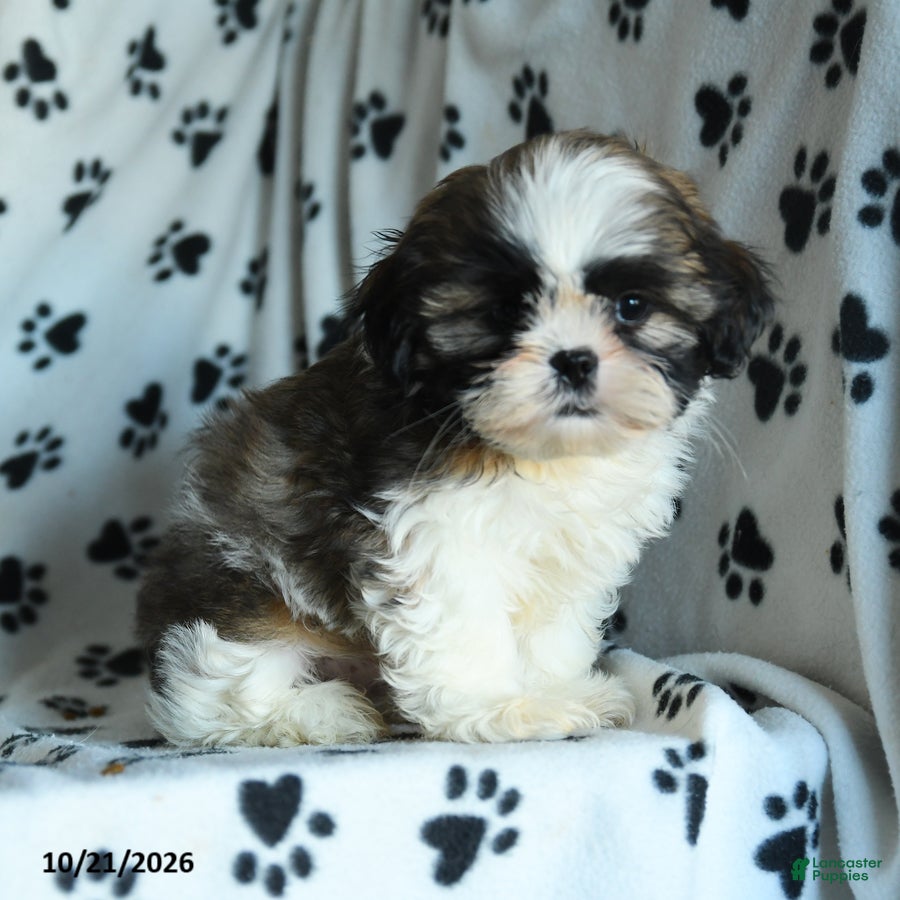 Shih Tzu dogs Toto - Ad 1