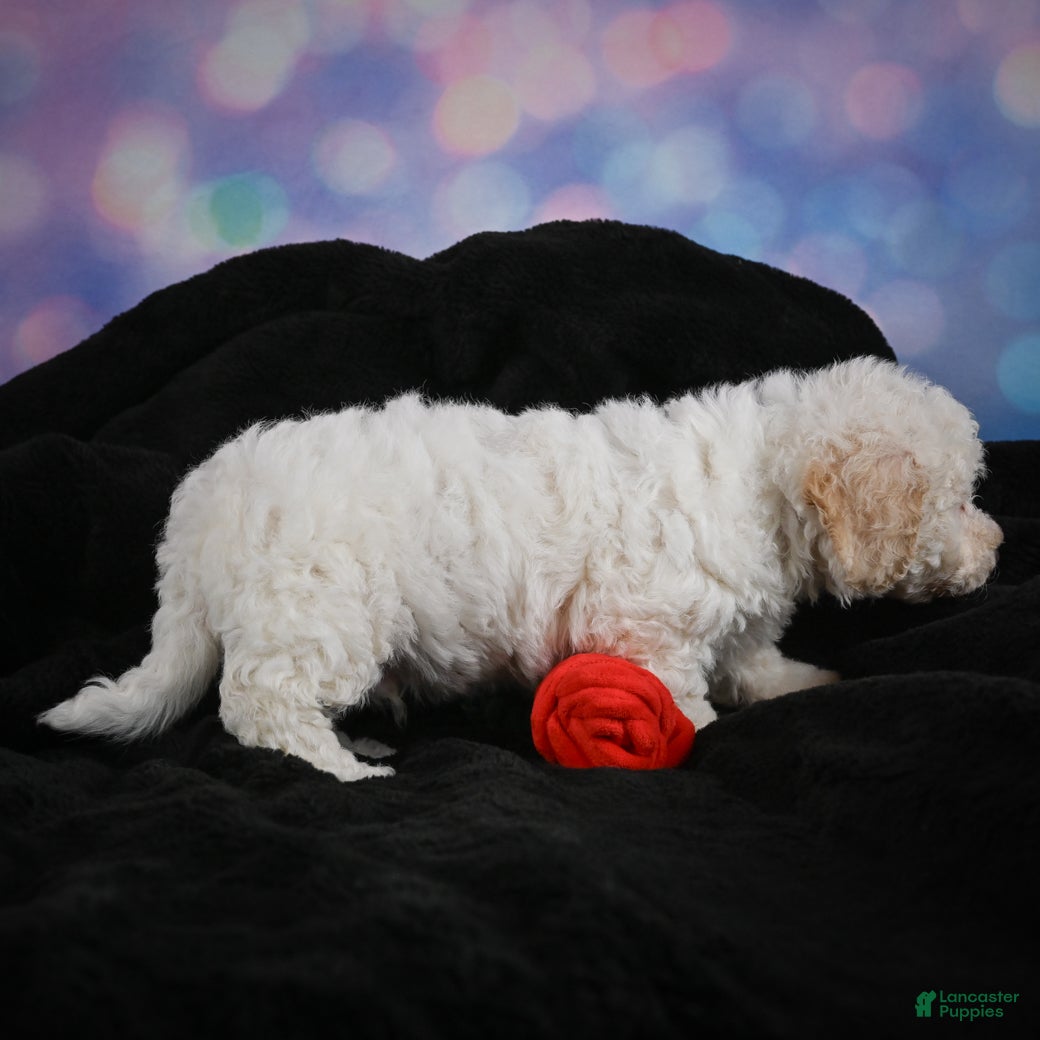 Bichon Frise dogs Jeff - Ad 2