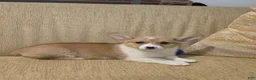 Welsh Corgi Pembroke dogs for sale: Welsh Corgi Pembroke 4 - Ad 3