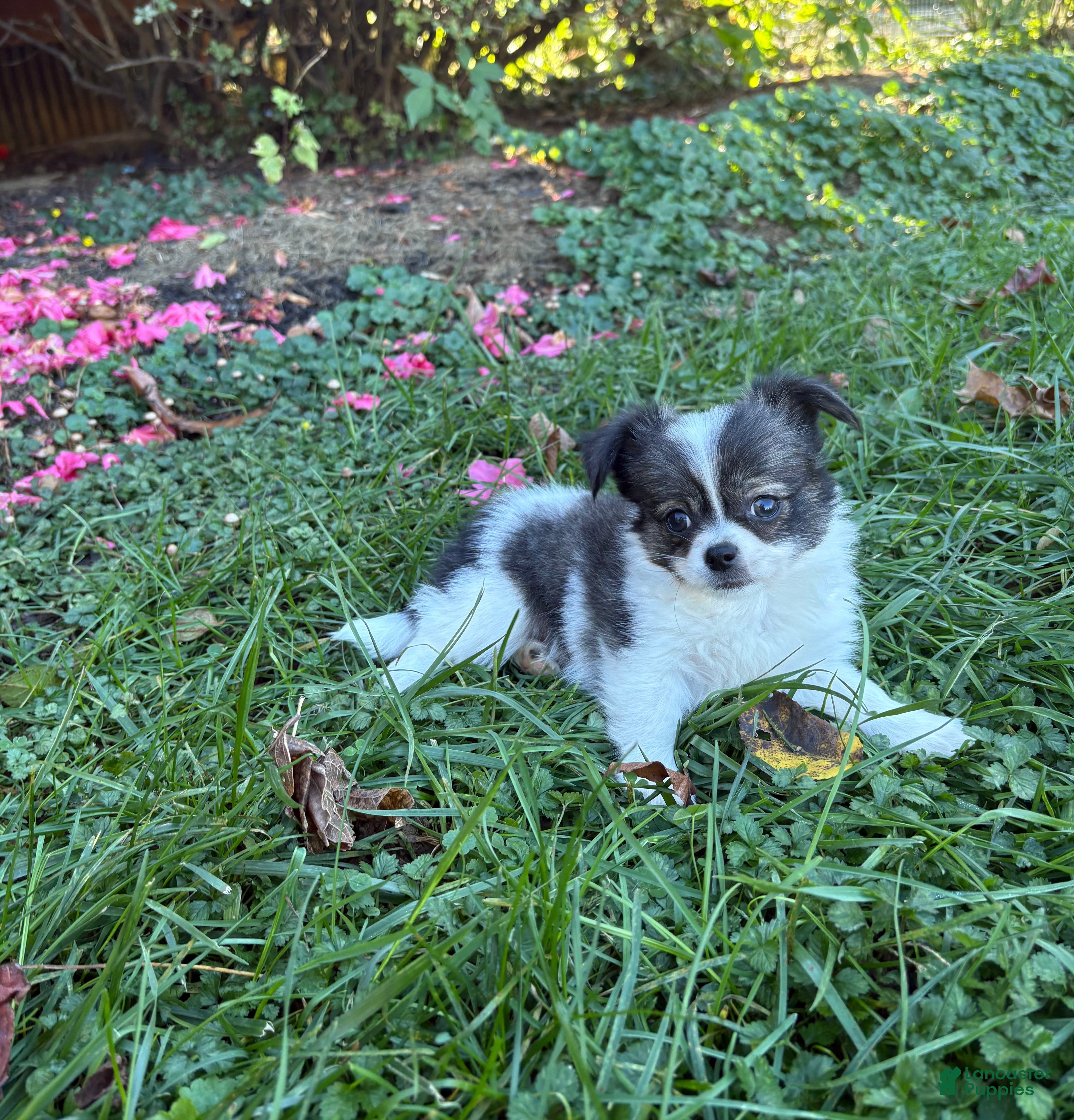 Chihuahua dogs for sale: Chihuahua 1 - Ad 2