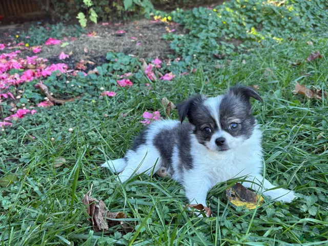 Chihuahua dogs for sale: Chihuahua 1 - Ad 2