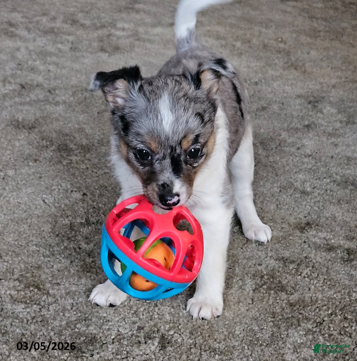 Mixed Breed dogs Trixy - Ad 1