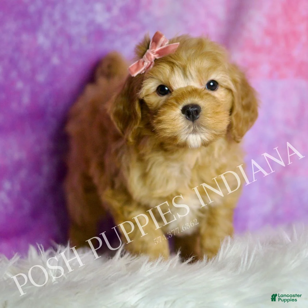 Mini Goldendoodle dogs for sale: Bella - Ad 6
